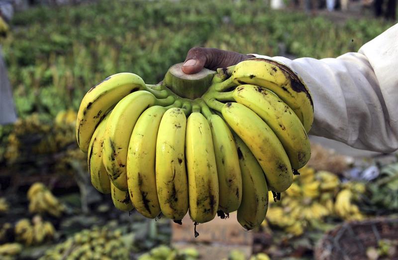  FAO: the manual for banana employment in Ecuador can be adapted in other countries